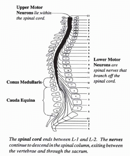 Rehabilitation of Spinal Cord Injury | Musculoskeletal Key