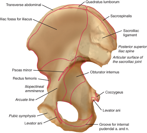 Anatomy of Acetabulum | Musculoskeletal Key