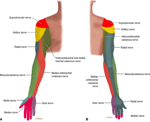 Entrapment Neuropathies Of The Upper Extremity Musculoskeletal Key