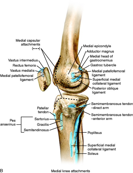 Medial and Anterior Knee Anatomy | Musculoskeletal Key