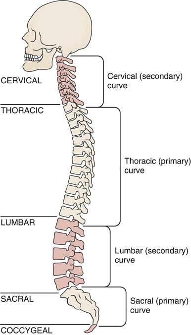 Thoracic (Dorsal) Spine | Musculoskeletal Key
