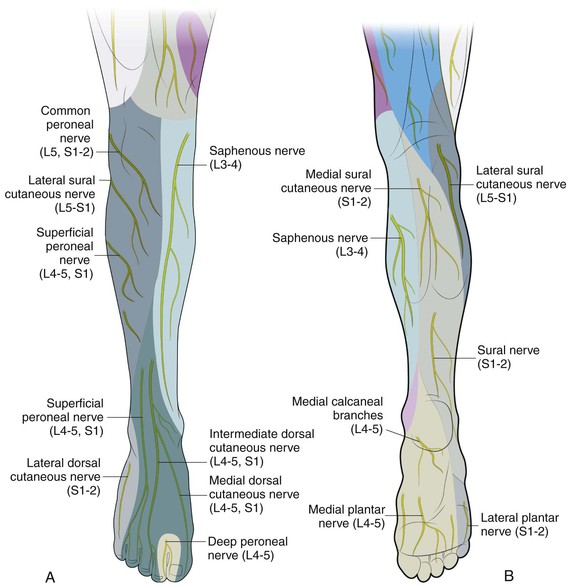 Foot and Ankle | Musculoskeletal Key