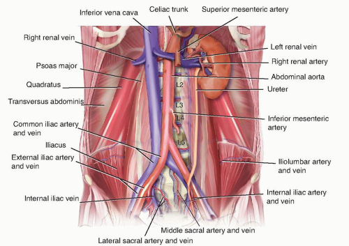 Anterior Lumbar Approach | Musculoskeletal Key