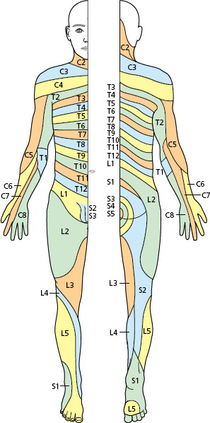 The peripheral nervous system: cranial and spinal nerves