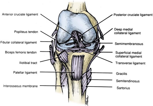 Classification Of Knee Ligament Injuries Musculoskeletal Key
