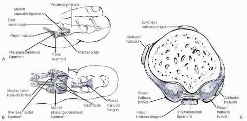 Anatomy and Biomechanics of The Foot and Ankle | Musculoskeletal Key