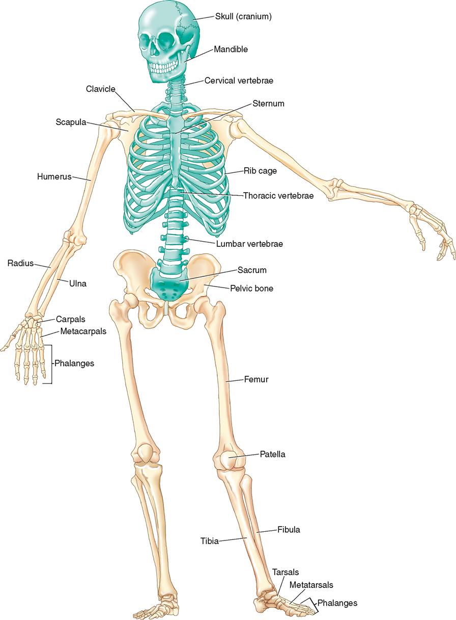 The Skeleton And Its Major Skeletal Systems Are Label