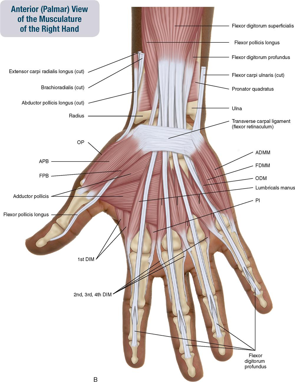 Diagram Of The Muscles In The Forearm Muscles Of The Hand Anatomy My