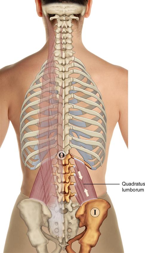 8. Muscles of the Spine and Rib Cage | Musculoskeletal Key