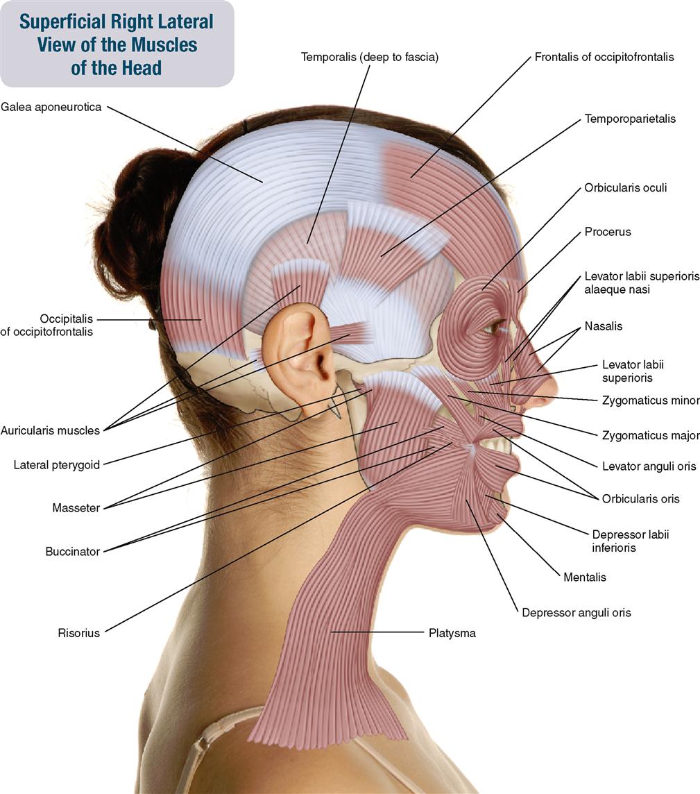 9 Muscles Of The Head Musculoskeletal Key 1043