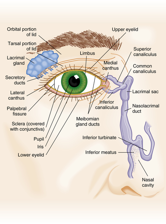 The Eye | Musculoskeletal Key