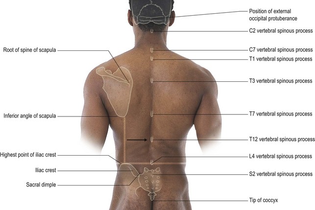 The cervical spine | Musculoskeletal Key