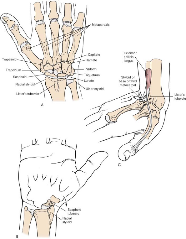 The Wrist and Hand | Musculoskeletal Key