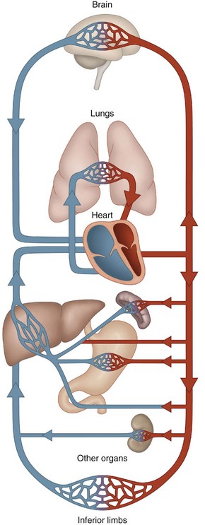 General organization of the cardiovascular system | Musculoskeletal Key