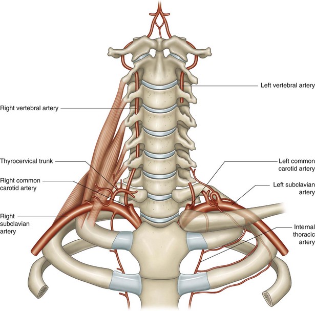 The Subclavian Arteries Musculoskeletal Key