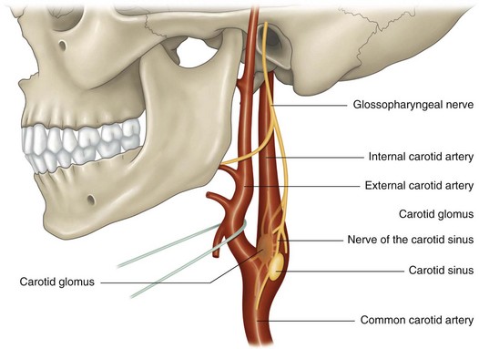 The internal carotid artery and its branches | Musculoskeletal Key
