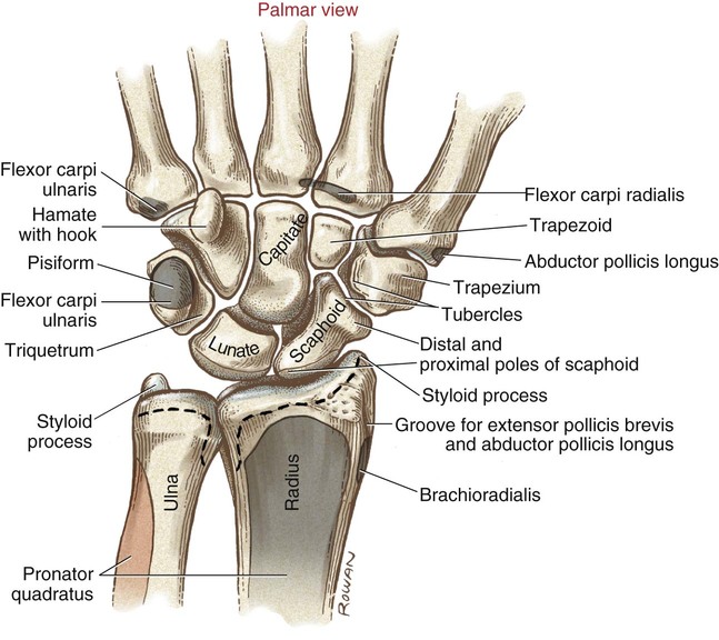 Structure And Function Of The Wrist Musculoskeletal Key