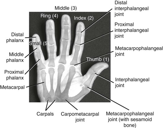 Structure and Function of the Hand | Musculoskeletal Key
