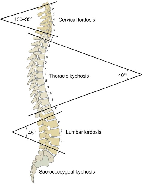 Structure And Function Of The Vertebral Column Musculoskeletal Key 6625