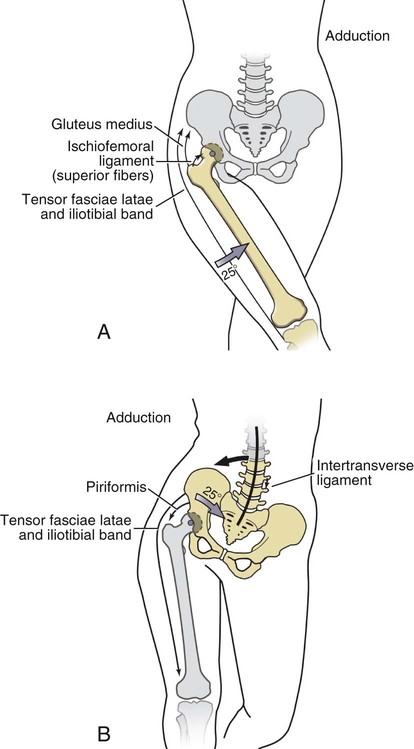 Structure and Function of the Hip | Musculoskeletal Key