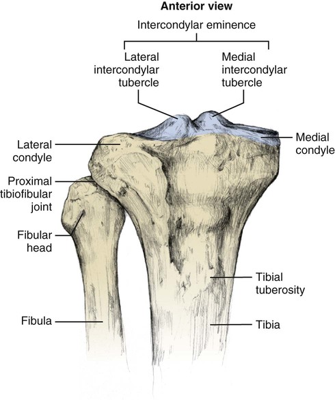 Structure and Function of the Knee | Musculoskeletal Key