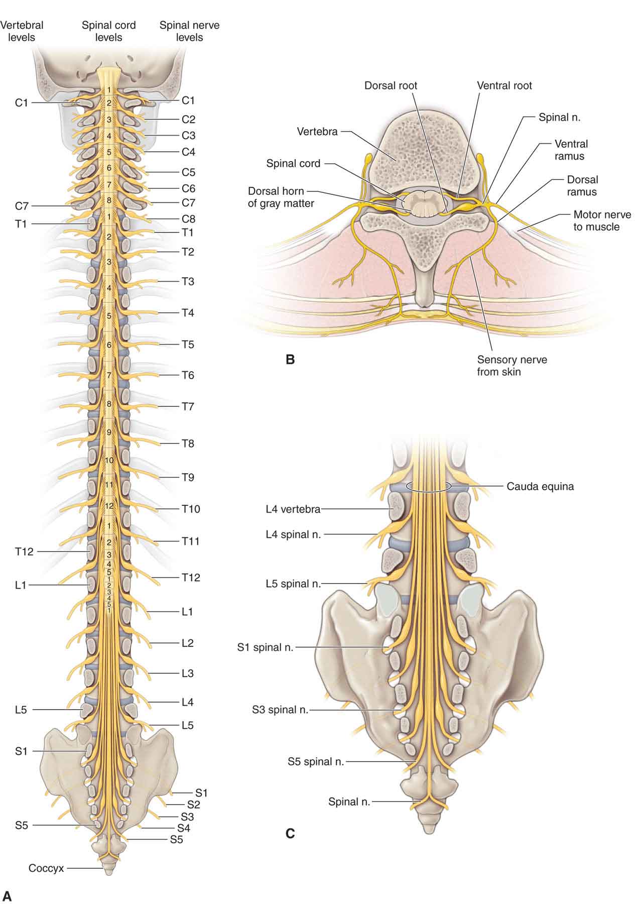 The Nervous System Musculoskeletal Key
