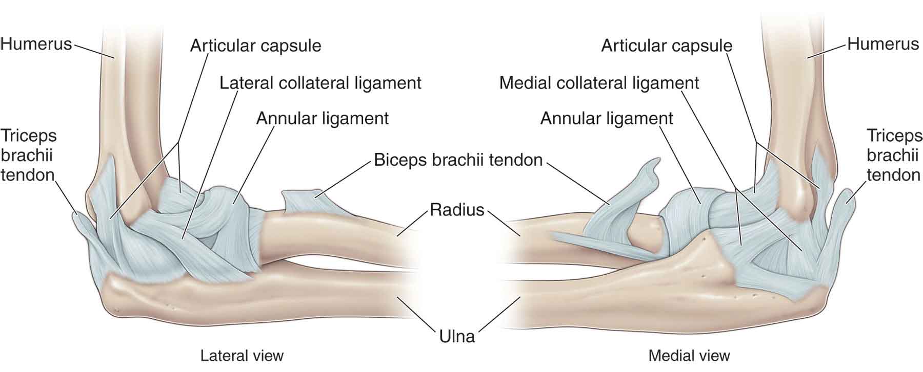 Arcuate Ligament Elbow
