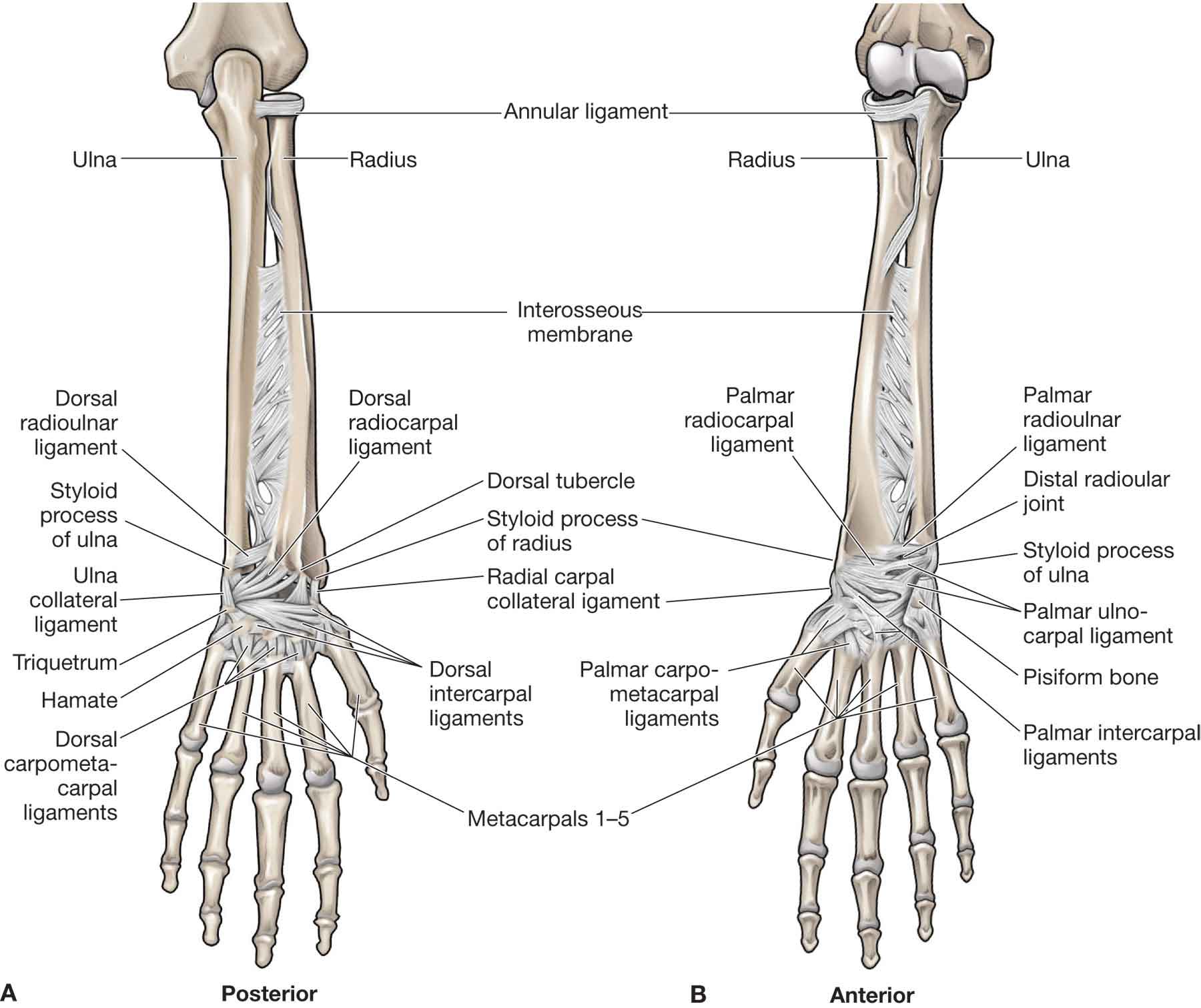 Pitcures Of The Tendons In Tbe Forearm : Image result for hand muscles