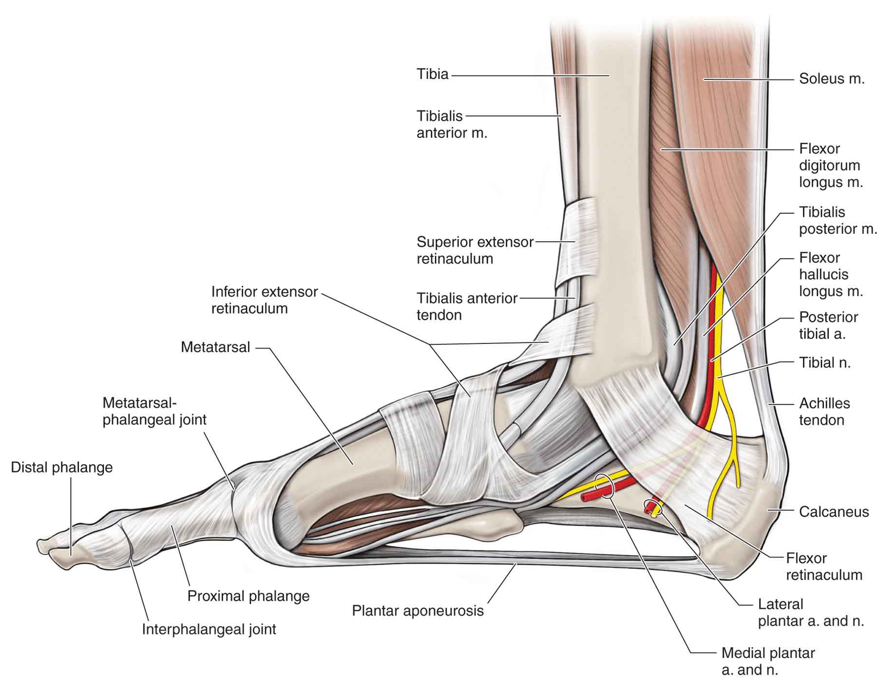 Leg Anatomy Muscles Ligaments And Tendons : Full structure of the body