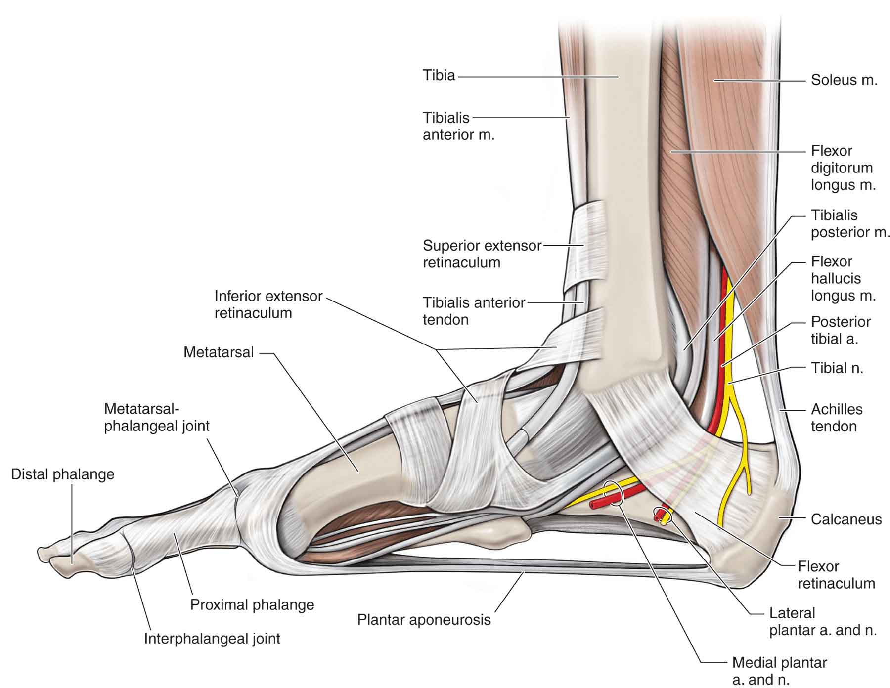 Tendons And Ligaments In Foot And Leg : workout routines - What type of