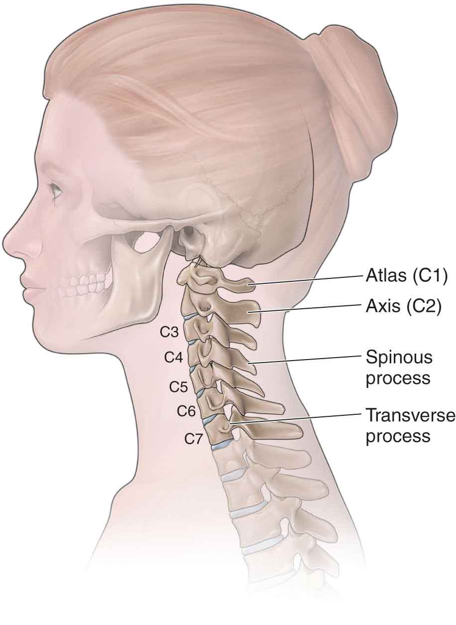 vertebrae 3 and 4