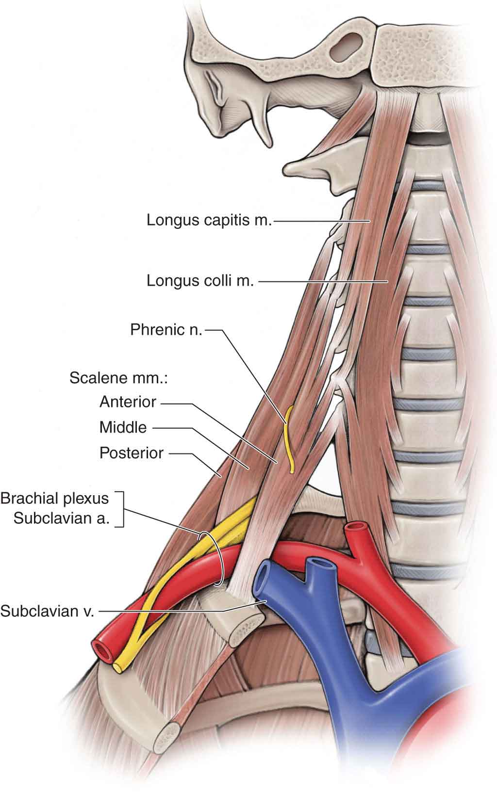 The Cervical Spine | Musculoskeletal Key