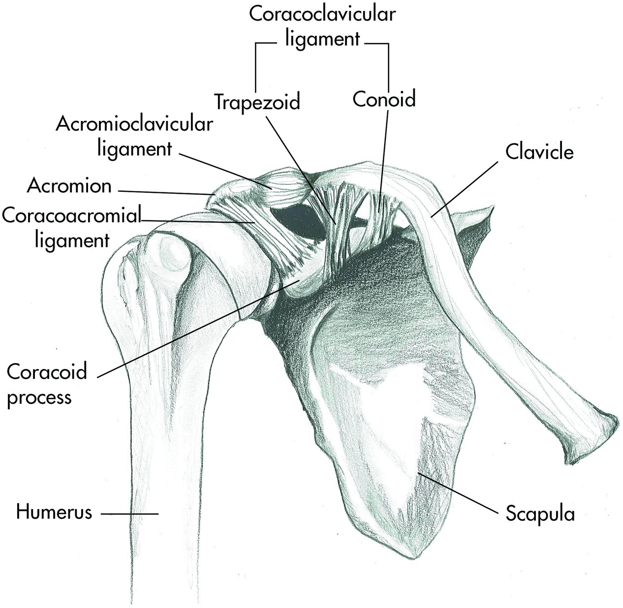 Shoulder  Musculoskeletal Key