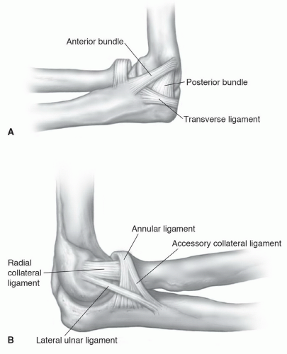 Elbow and Forearm | Musculoskeletal Key