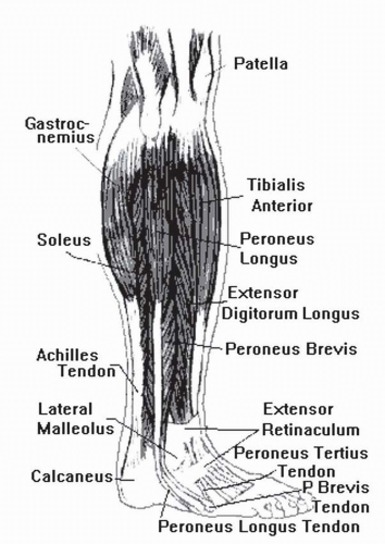 extrinsic foot muscles eversion