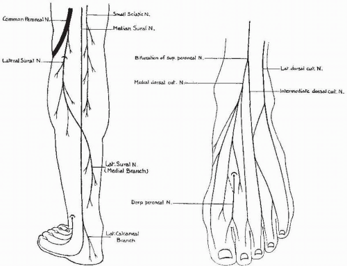 intermediate dorsal cutaneous nerve