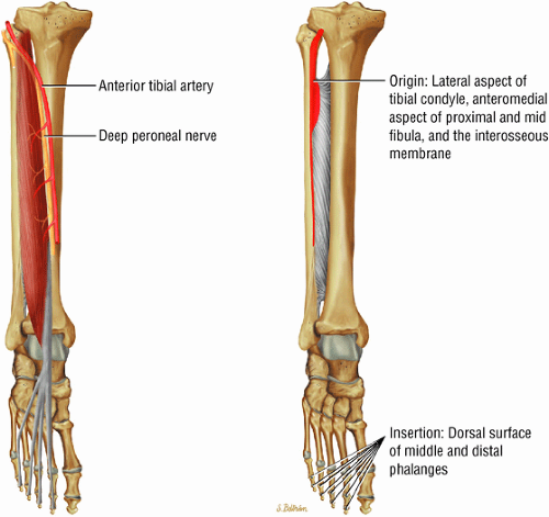 The Ankle and Foot  Musculoskeletal Key