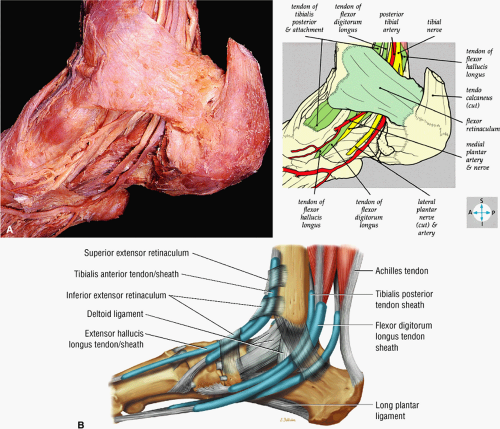 The Ankle and Foot  Musculoskeletal Key