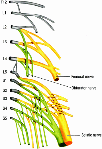 femoral nerve
