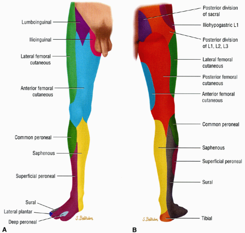 compartments of leg innervation
