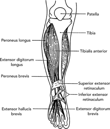 posterior leg