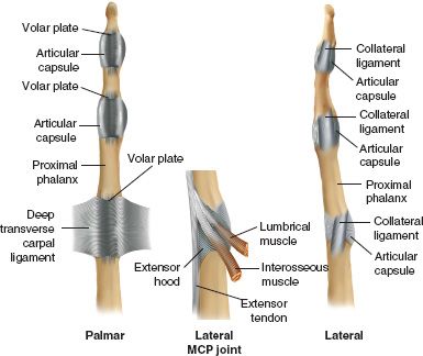 collateral ligament hand
