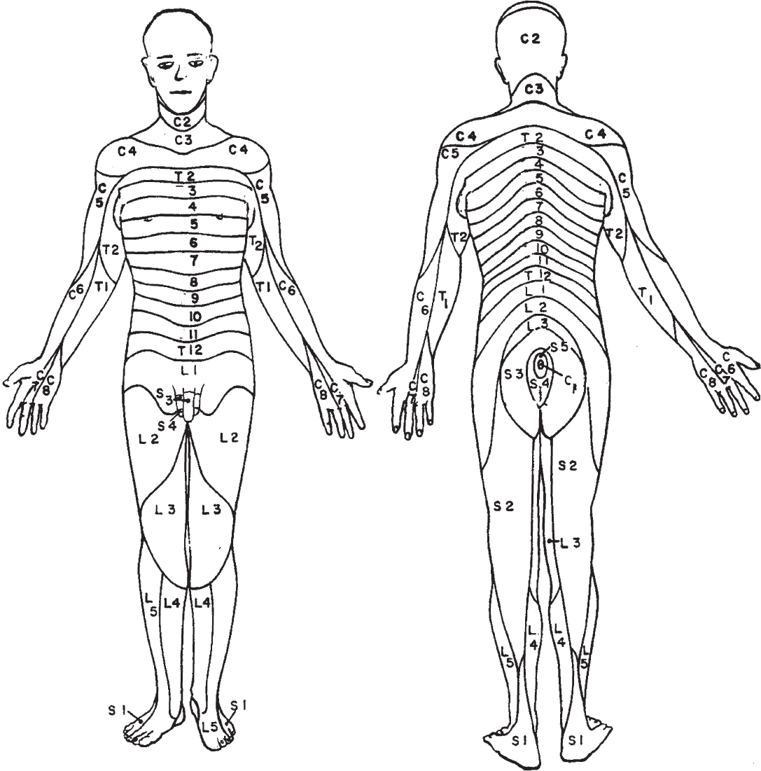 Anatomy and Normal Development in Children | Musculoskeletal Key