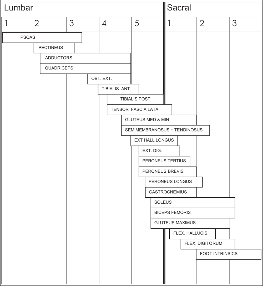 Growth Plate Closure Chart