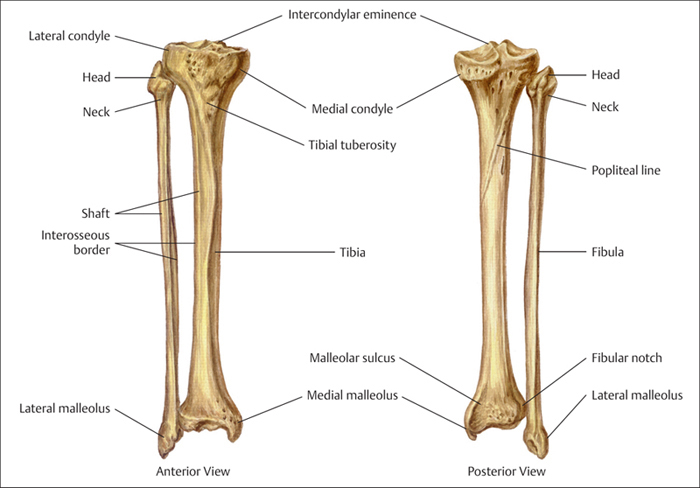 tibia anterior crest