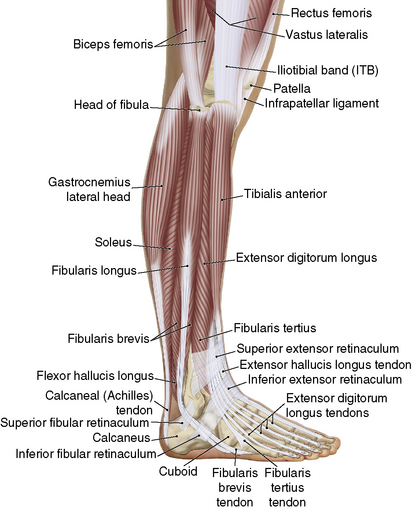 The Leg | Musculoskeletal Key