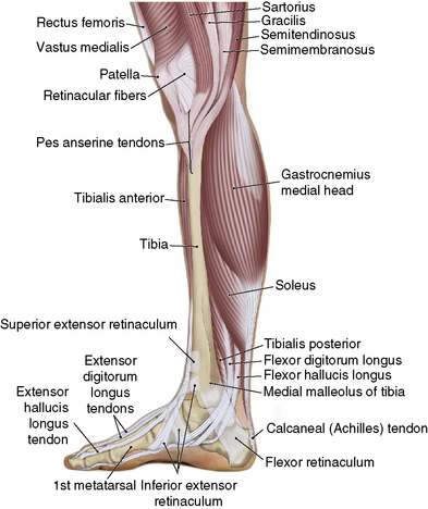 The Leg  Musculoskeletal Key