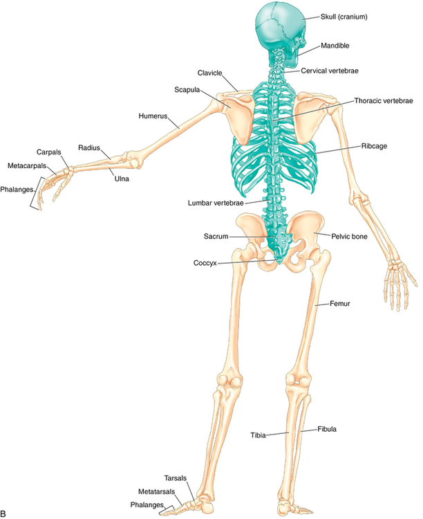 Anatomy And Physiology Musculoskeletal Key