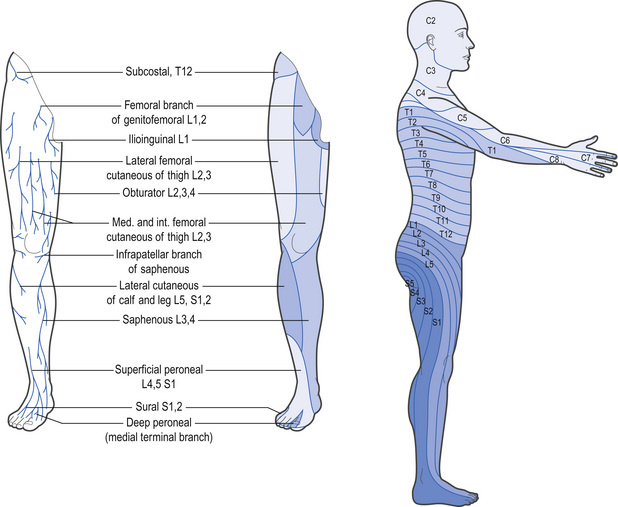 The hip | Musculoskeletal Key