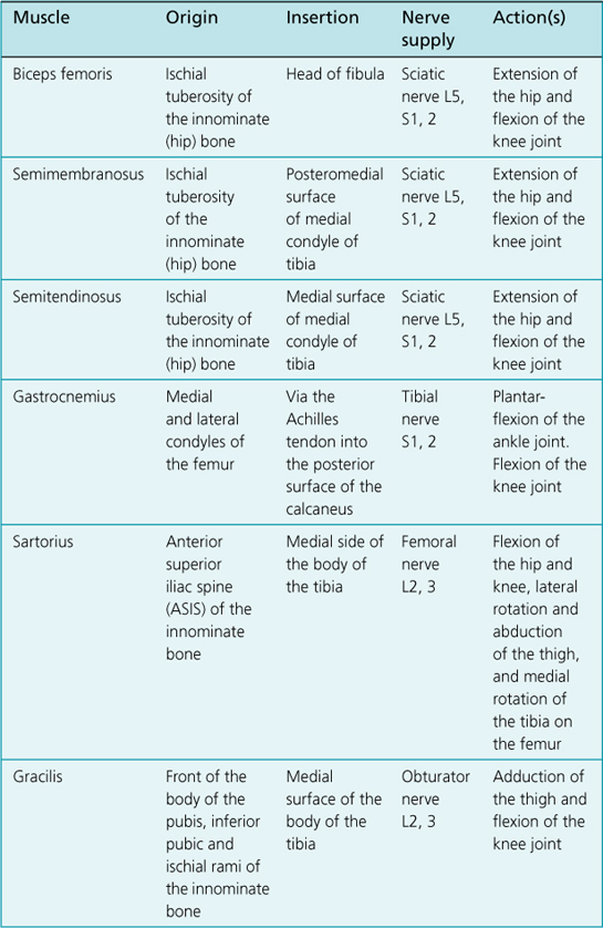 knee joint | Musculoskeletal Key